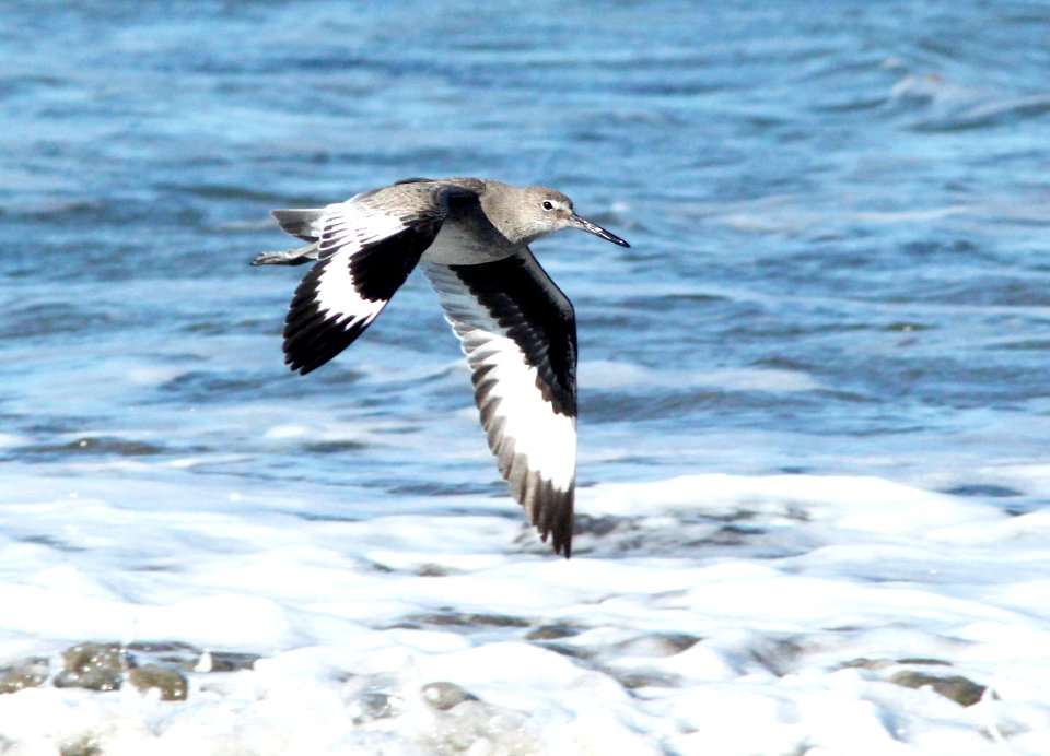 287 - WILLET (3-22-10) morro bay, slo co, ca