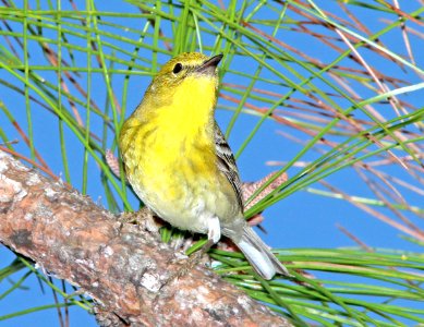 834 - PINE WARBLER (3-1-13) manatee co, fl  (4)