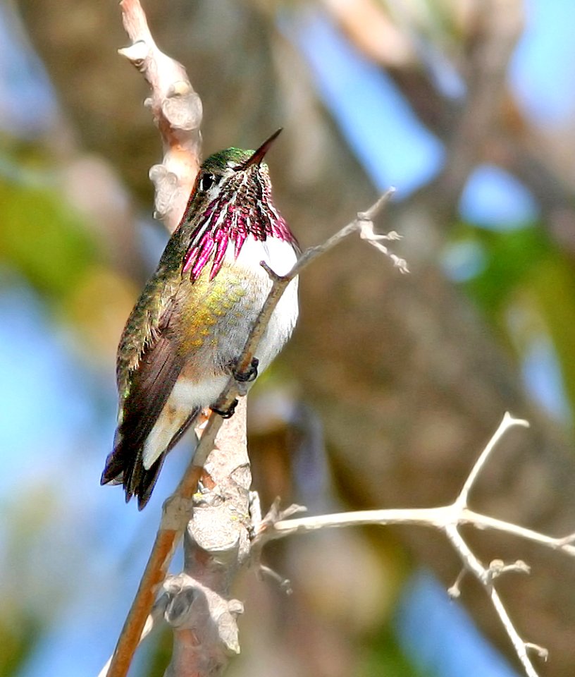 506 - CALLIOPE HUMMINGBIRD (4-17-07) slo co, ca (6)