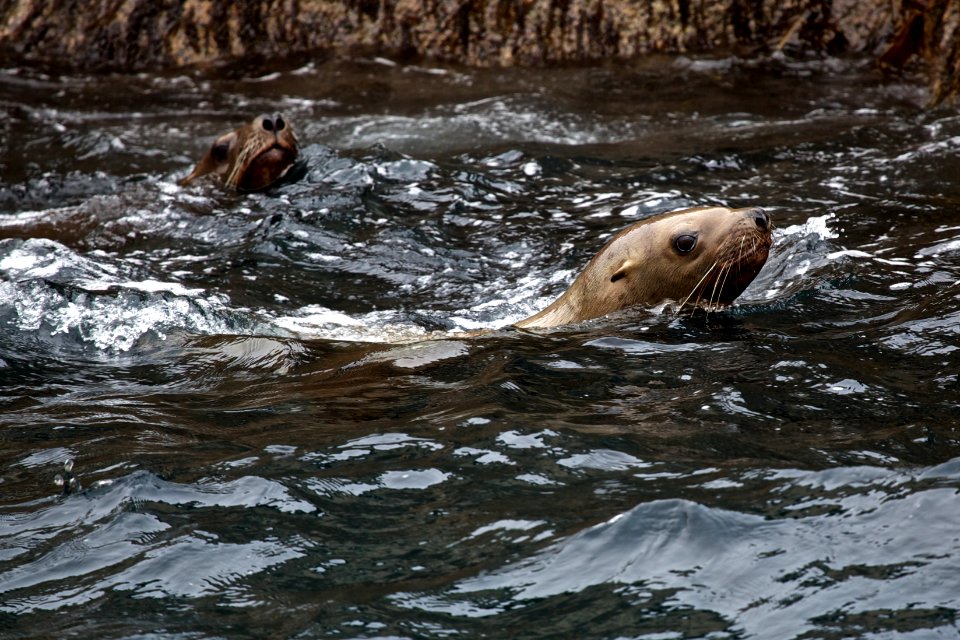 Steller Sea Lions