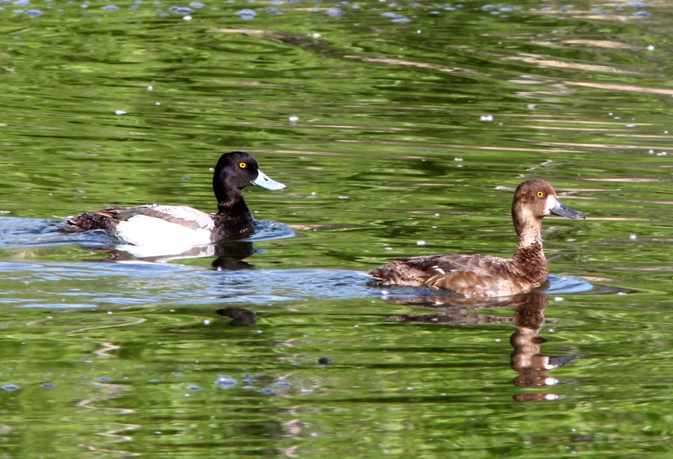 046 - LESSER SCAUP (5-14-13) pena blanca cove, pena blanca lake, scc, az -1