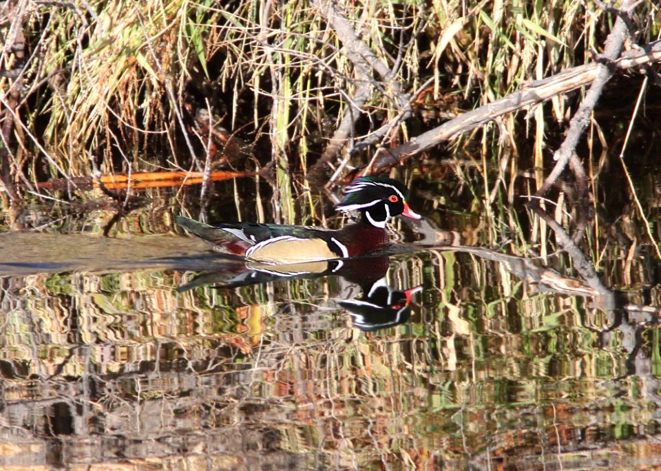 023 - WOOD DUCK (10-28-11) pena blanca lake, scc, az  (2)