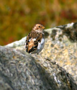 794 - SNOW BUNTING (8-29-08) gambell, ak -01