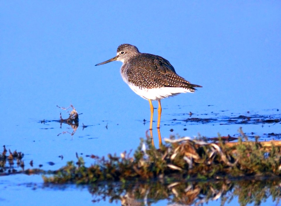 285 - GREATER YELLOWLEGS (11-21-07) morro bay, slo co,ca (1)
