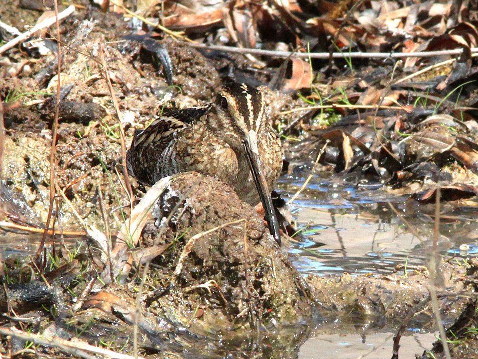 334 - WILSON'S SNIPE (3-21-12) patagonia lake state park, scc, az  (2)