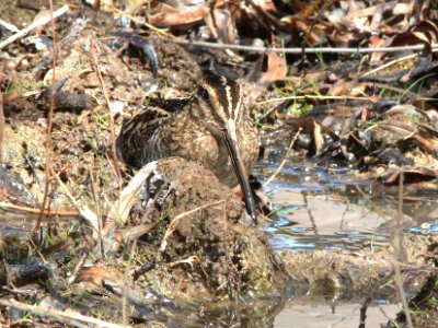 334 - WILSON'S SNIPE (3-21-12) patagonia lake state park, scc, az  (2)
