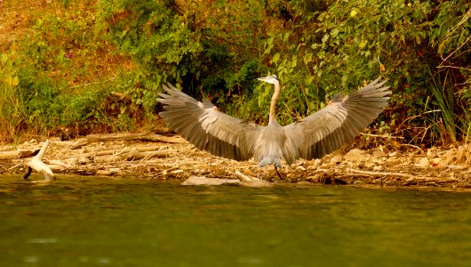 Great Blue Heron (Ardea herodias) - SPAN