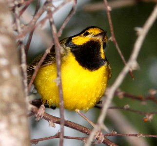 819 - HOODED WARBLER (4-19-12) convention center, south padre island, tx  (3)