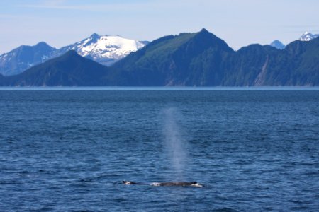 Humpback whale