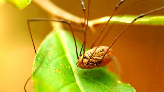 Daddy Long Legs - Harvestman -(Phalangium opilio)
