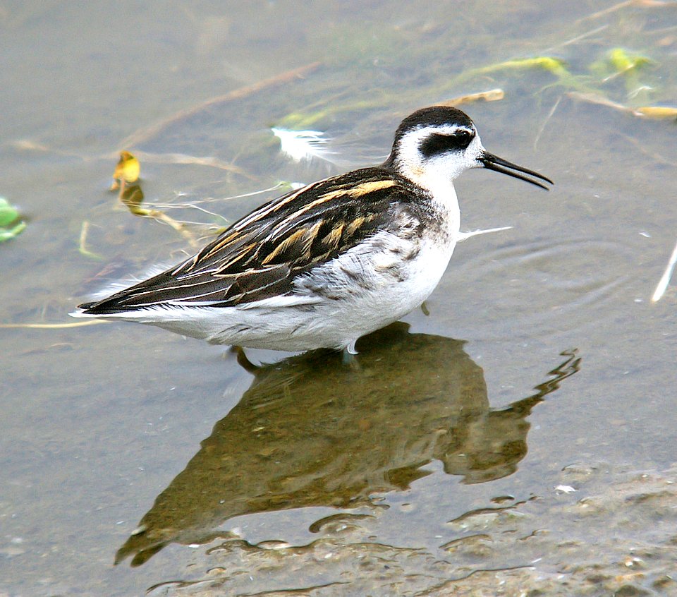 341 - RED-NECKED PHALAROPE (9-1-06) imm, slo co, ca (2)