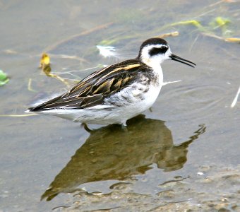 341 - RED-NECKED PHALAROPE (9-1-06) imm, slo co, ca (2)