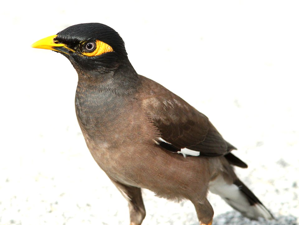 773 -COMMON MYNA (1-21-10) kendall, fl (2)
