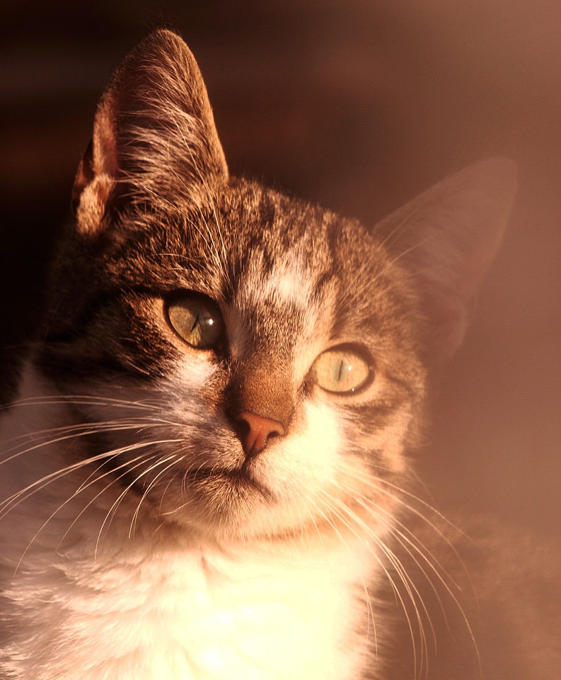 Domestic feline animal