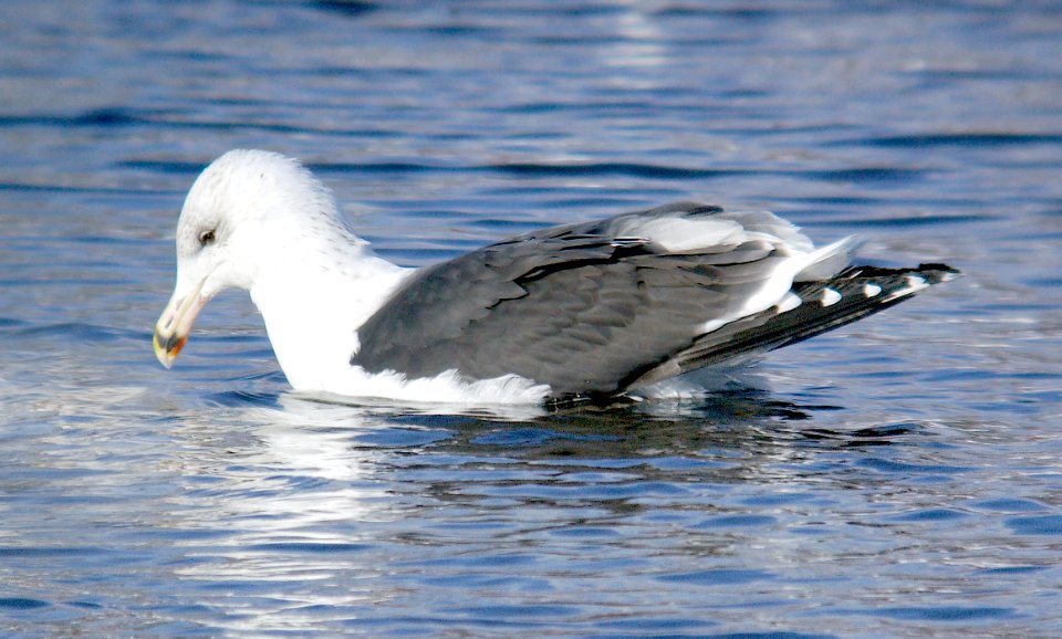 372 - GREAT BLACK-BACKED GULL (2-7-07) third winter, quidi vidi lake, st john's, newfoundland