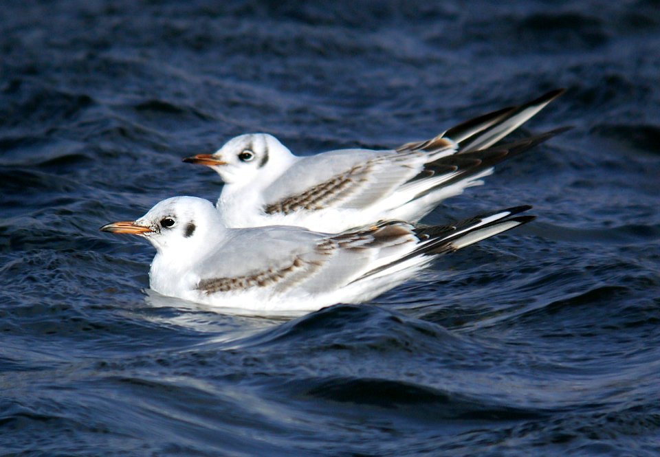 351 - BLACK-HEADED GULL (2-6-07) 1st winter, quidi vivi lake, st john's, newfoundland  (5)