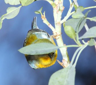 824 - NORTHERN PARULA (11-1-10) fem, patagonia lake, scc, az - (7)