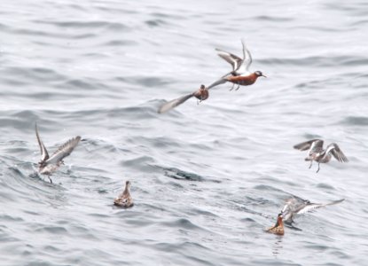 342 - RED PHALAROPE (6-12-10) off santa barbara on the Condor, ca (4)