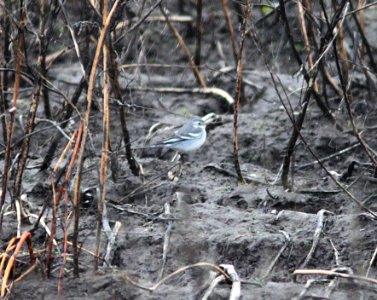 776 - CITRINE WAGTAIL (12-1-12) coutenay, bc, canada  (6)