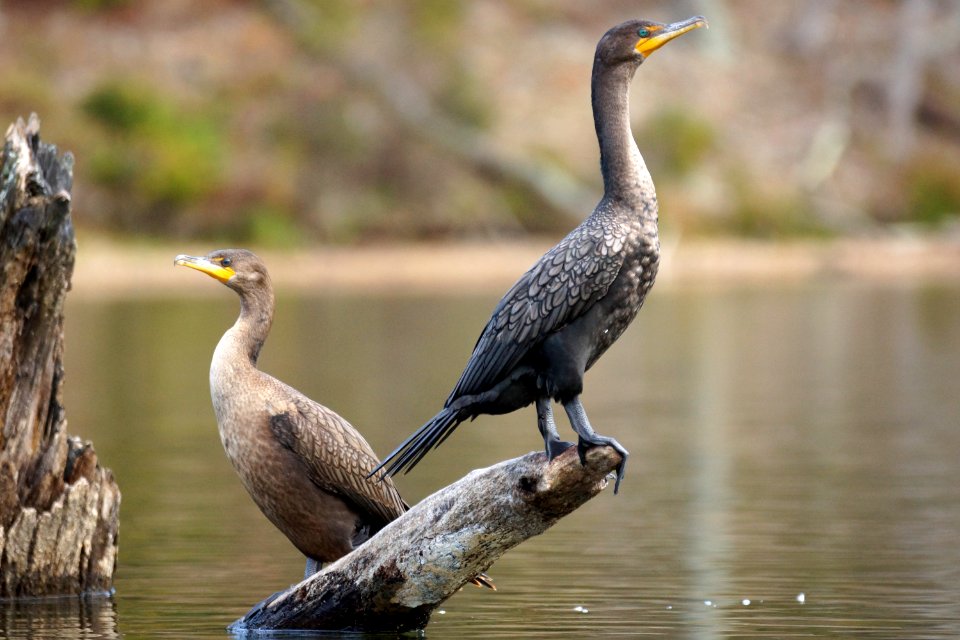 Cormorant  Couple - Double-crested Cormorant (Phalacrocorax auritus)  Black Hill Regional Park , Boyds Maryland