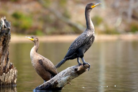 Cormorant Couple - Double-crested Cormorant (Phalacrocorax auritus) Black Hill Regional Park , Boyds Maryland photo