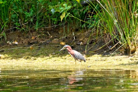 Green Heron (Butorides virescens) - at Little Seneca  Lake - Montgomery County Maryland