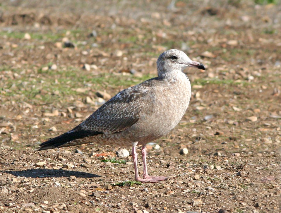 364 - HERRING GULL (1-13-08) first winter, morro bay, slo co, ca  (3)