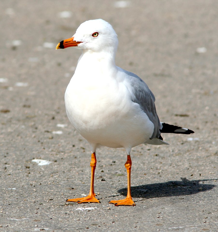 360 - RING-BILLED GULL (3-4-07) adult, hypercarotenistic, slo co, ca