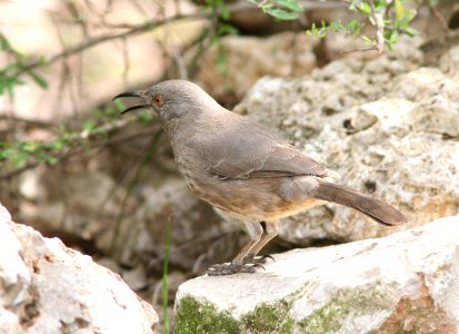 767 - CURVE-BILLED THRASHER (2-18-08) frontera, tx