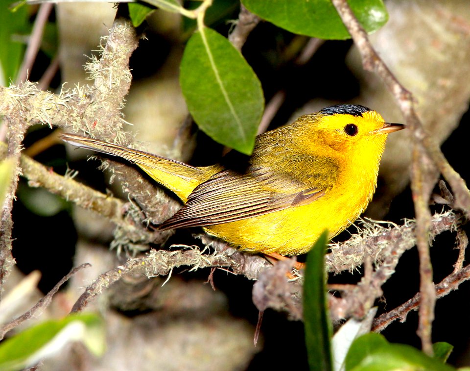 848 - WILSON'S WARBLER (5-30-13) oso flaco lake, slo co, ca -01