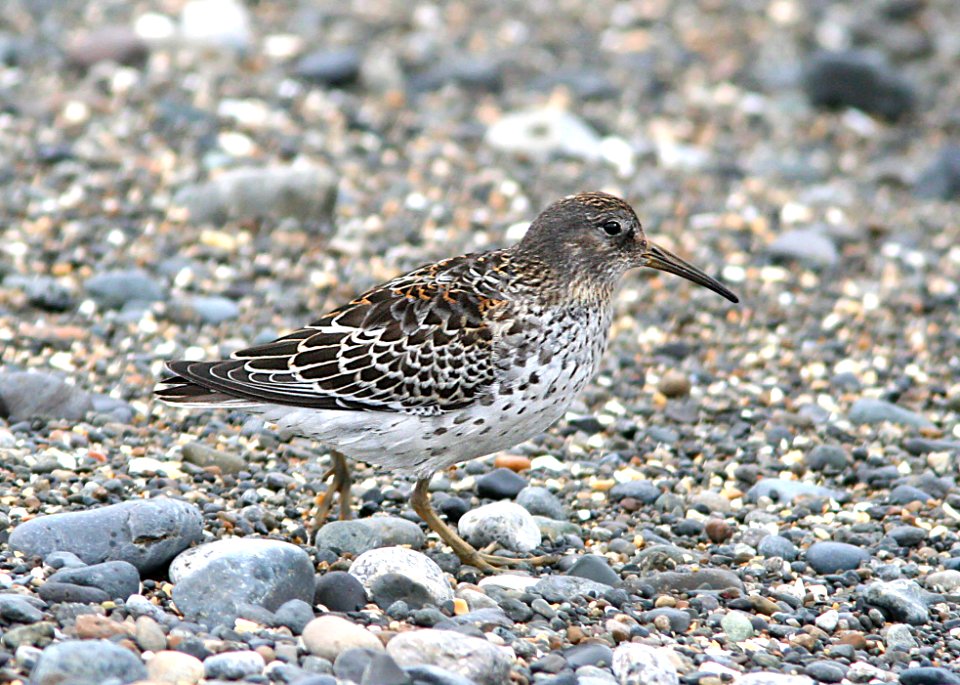 323 - ROCK SANDPIPER (8-29-08) gambell, ak - (2)
