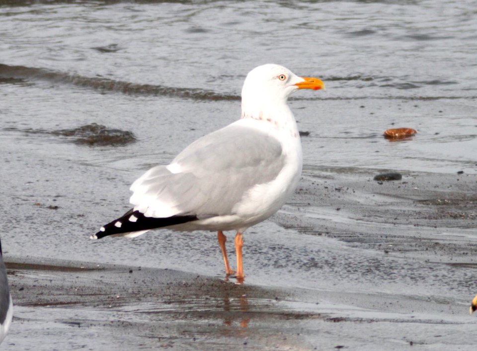 364 - HERRING GULL (3-21-10) adult alternate, elephant seal vista, slo co, ca   (1)