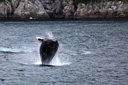 Humpback breaching
