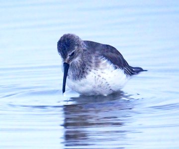 324 -DUNLIN (11-14-06) morro bay, slo co, ca (3)