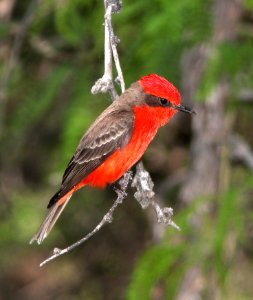 589 - VERMILION FLYCATCHER (4-24-13) patagonia lake , scc, az