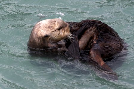 Sea otter