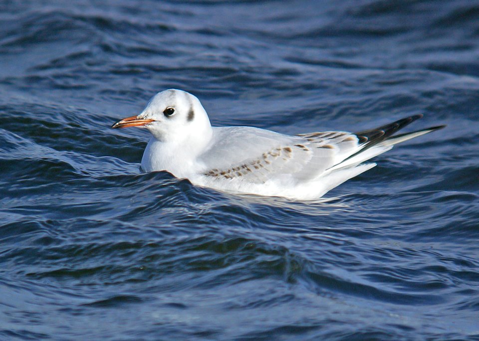 351 - BLACK-HEADED GULL (2-6-07) 1st winter, quidi vivi lake, st john's, newfoundland  (2)