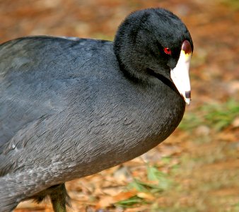245 - AMERICAN COOT (11-14-06) slo, ca (1)