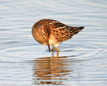 320 - PECTORAL SANDPIPER (10-11-06) starand, slo co, ca (1)