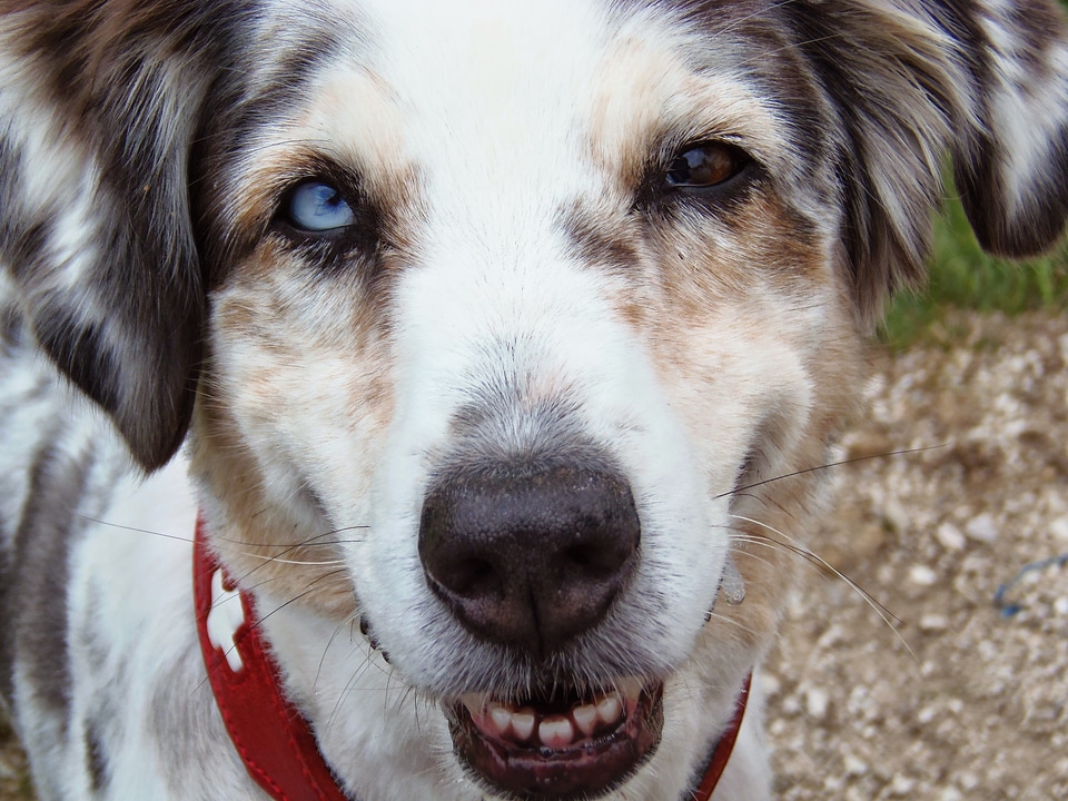 Blue merle animal portrait other eyes