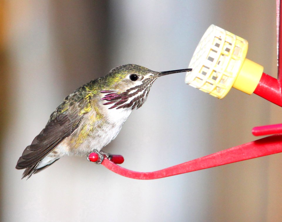 506 -  CALLIOPE HUMMINGBIRD (4-2-11) 78 circulo montana, patagonia lake ranch estates, scc, az - (1)