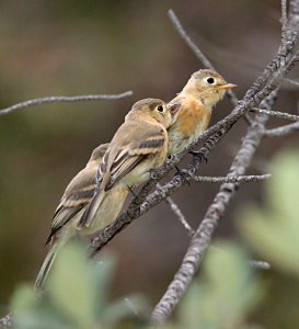 585 - BUFF-BREASTED FLYCATCHER (8-30-10) juv, sawmill cyn, huachuca mts, az  (10)