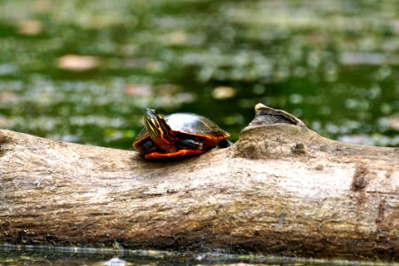 Northern Red-bellied Cooter - Little Seneca Lake - Basking on a Log