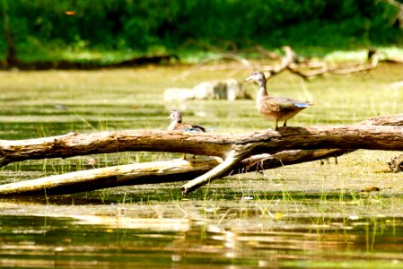 Female Wood Duck (Aix sponsa) Black Hill Regional Park , Montgomery County Maryland photo