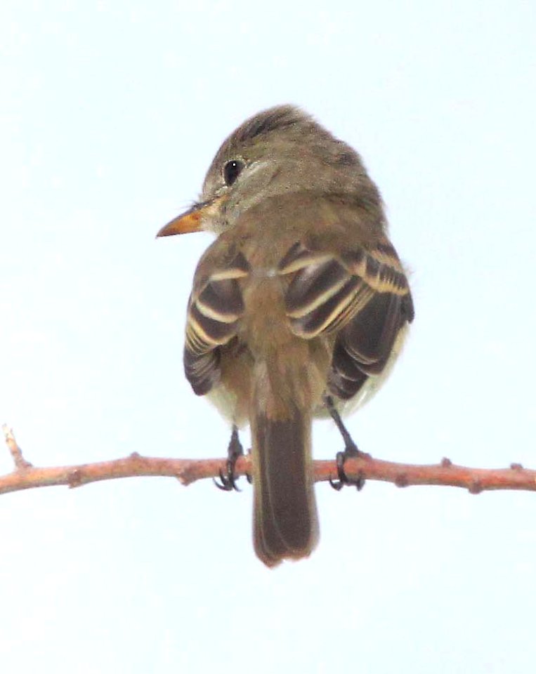 578 - WILLOW FLYCATCHER (9-6-11) kino springs, scc, az - (2)