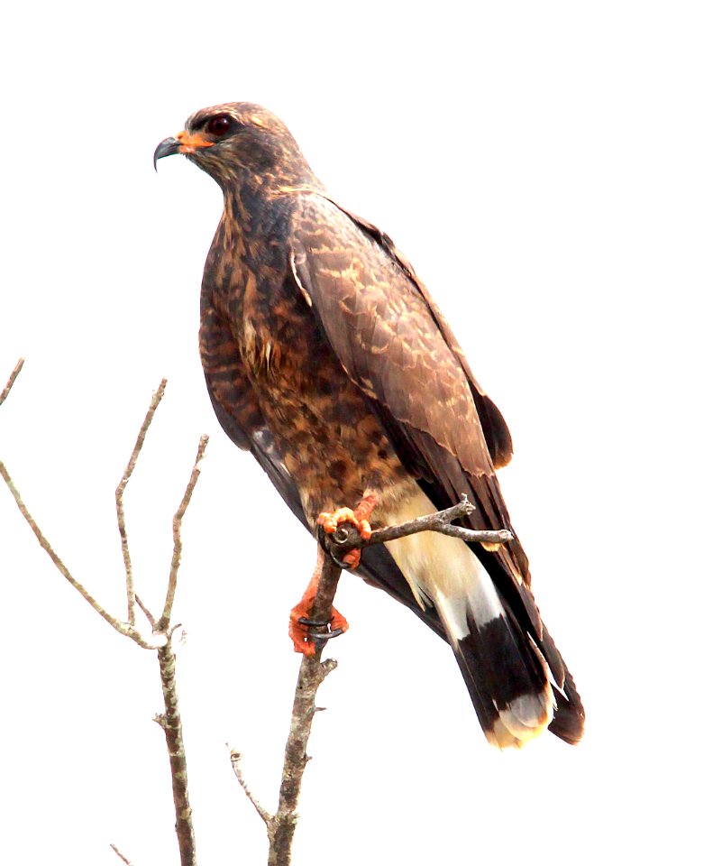 209 - SNAIL KITE (2-27-13) adult, sarasota  co, fl  (9)