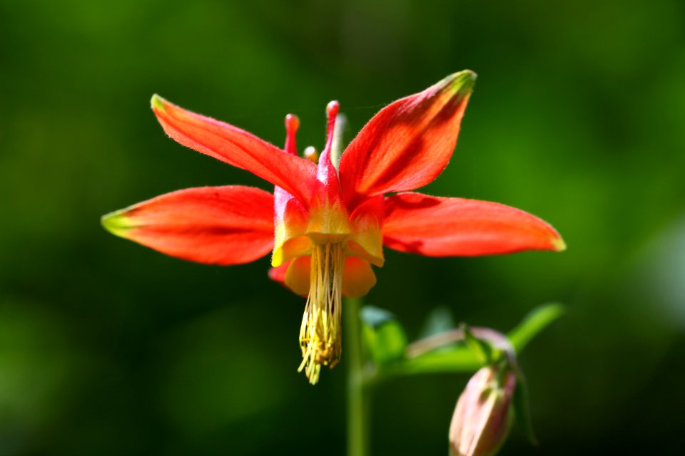 Wildflower