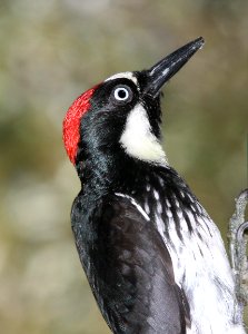 524 - ACORN WOODPECKER  (3)