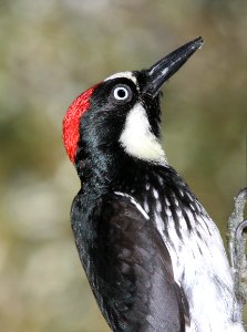 524 - ACORN WOODPECKER (3) photo