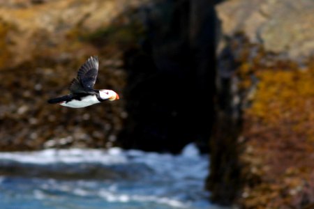 Horned Puffin photo